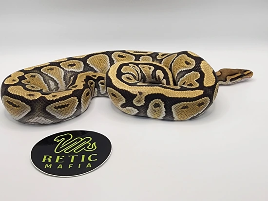 Cypress Lace Hypo Het Dg Ball Python by 816 Morphs/Retic Mafia