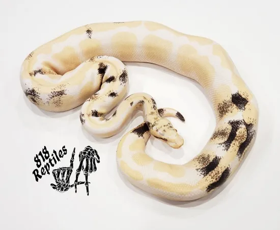 2016 Albino Paradox 66% Het Clown Ball Python by 818 Reptiles