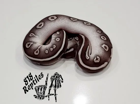 Super Phantom Ball Python by 818 Reptiles