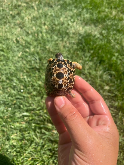 Baby Radiated Tortoise CALIFORNIA by California testudo farm