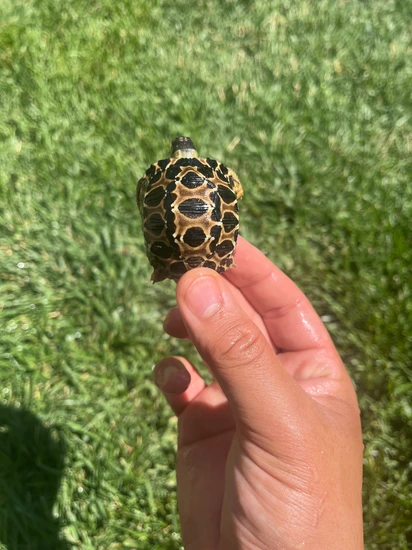 Baby Radiated Tortoise California by California testudo farm