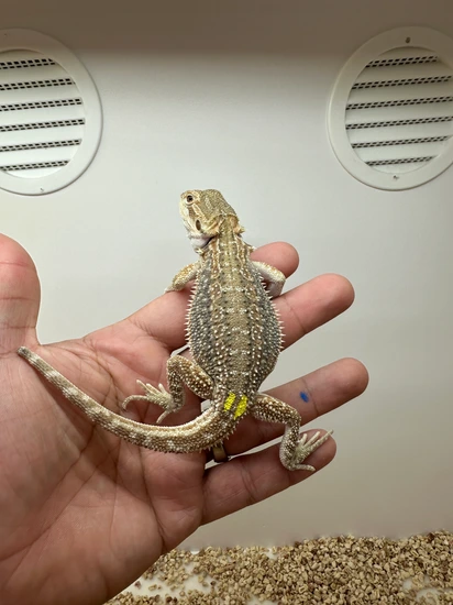 Genetic Stripe Blue Bar Dunner Girl🦄 Central Bearded Dragon by Alpha ...