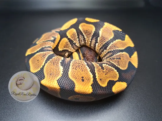 YB Ball Python by Royal Rose Reptiles and Earthbound Dragons