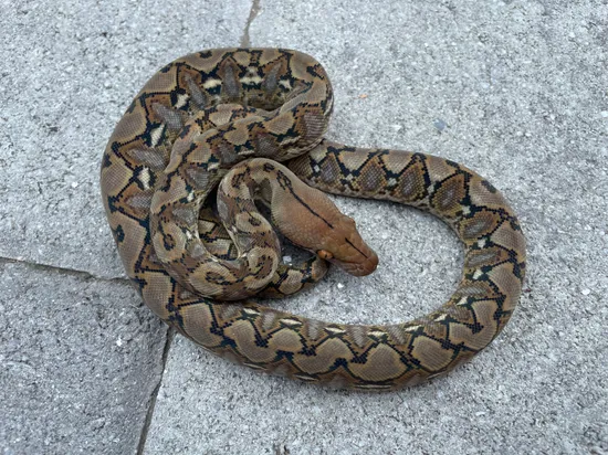 62.5% Kalaotoa/Madu SD Wildtype 100% Het Anery Reticulated Python by ...