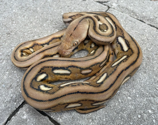 Kalatoah Tiger Reticulated Python 50% Kalaotoa/Madu Tiger Pos Het Snow Reticulated Python by Herpetofauna ...