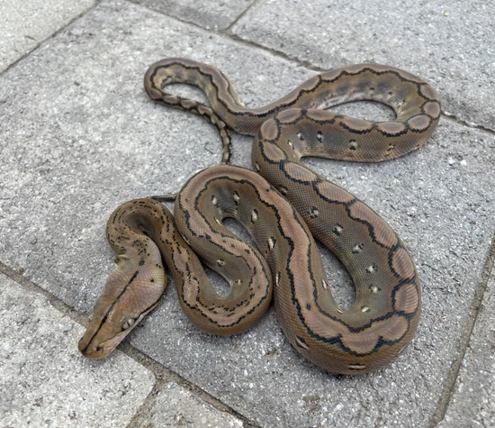 50% Kalaotoa/Madu Anery Motley Reticulated Python by Herpetofauna Company