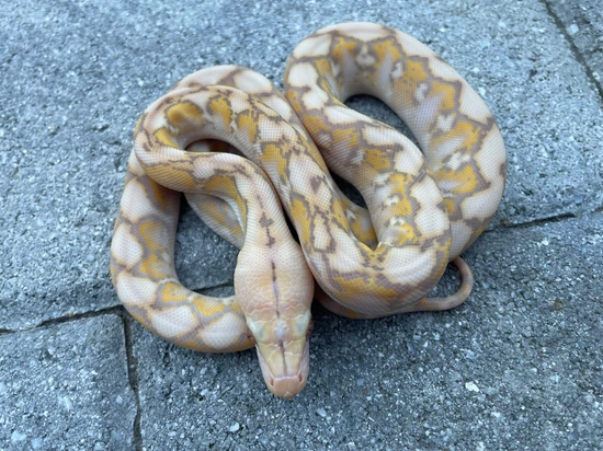 62.5% Kalaotoa/Jampea Purple Snow Reticulated Python by Herpetofauna ...