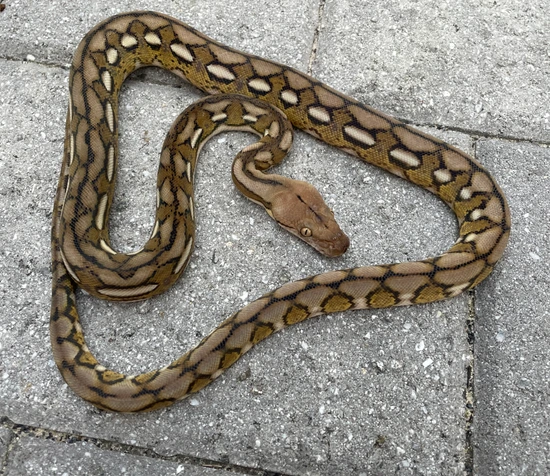 62.5% Kalaotoa Tiger Het Anery Reticulated Python by Herpetofauna Company