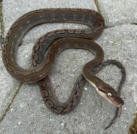 50% Kalaotoa/Madu Anery Motley Reticulated Python by Herpetofauna Company