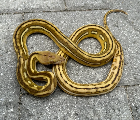 Kalatoah Tiger Reticulated Python 62.5% Kalaotoa/Madu Phantom Tiger Het Anery Reticulated Python by ...