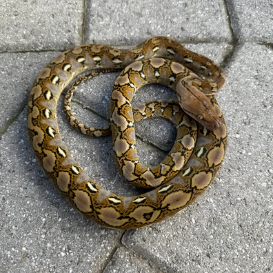 Super Dwarf Reticulated Pythons For Sale | MorphMarket