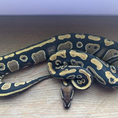 Manderin Stranger Het Hypo 50% Het Pied Ball Python - female for sale from Prehistoric creations