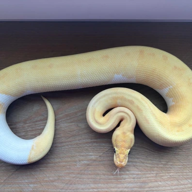 Banana Pinstripe (Stranger) Pied (FM) Ball Python - male for sale from Prehistoric creations