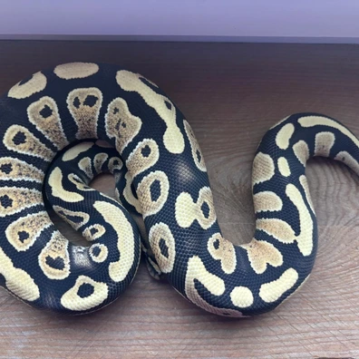 400gr+ Stranger Dg Het Clown Ball Python - male for sale from Prehistoric creations