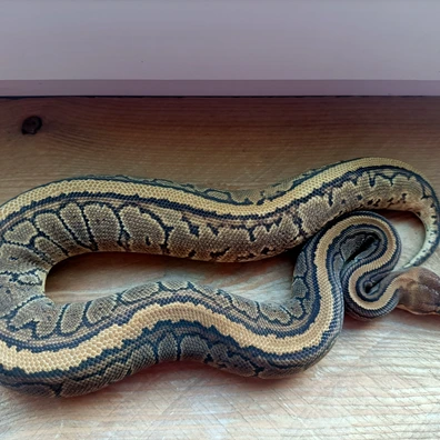Stranger Pinstripe Dh Puzzle Pied Ball Python - female for sale from Prehistoric creations