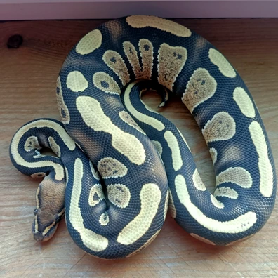 Stranger Dg Ball Python - male for sale from Prehistoric creations
