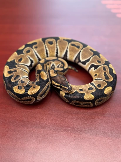Normal 100% DH Albino Pied Ball Python by Anakin’s Exotics