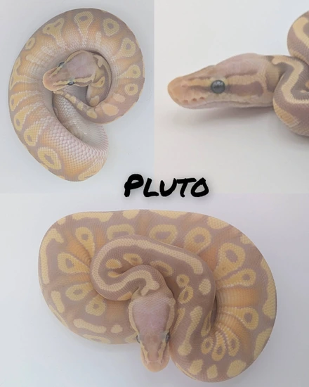 Pastave Banana Yellow Belly Het Clown 50% Het Desert Ghost Ball Python ...