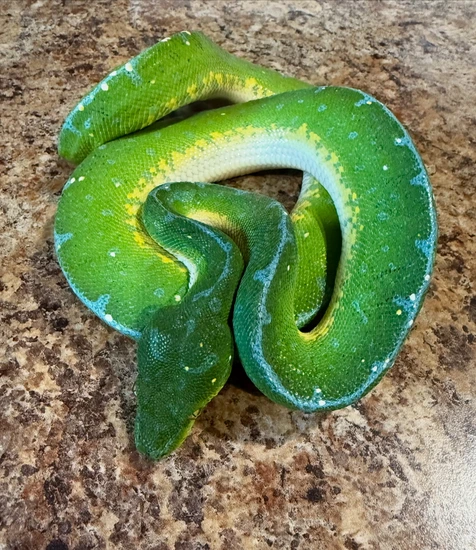 Green Tree Python (Waigeo Island) by Abby’s Reptiles and Exotics