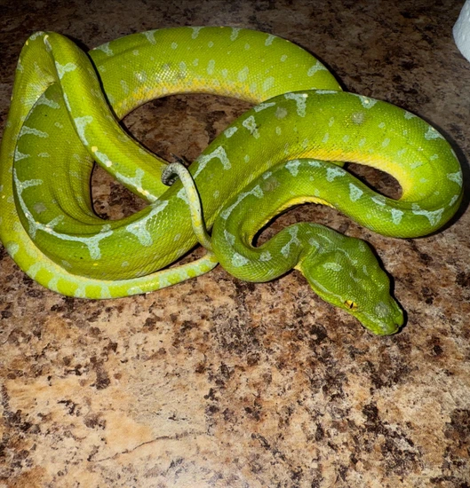 Green Condra Python Green Tree Pythons (Sorong) by Abby’s Reptiles and Exotics