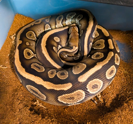 Mayble Ball Python by Acacia Ball Pythons