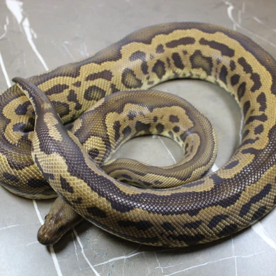 Black Pastel Leopard Yellowbelly Clown