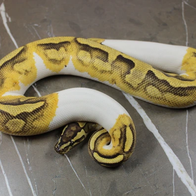 Lace Pied Het Clown