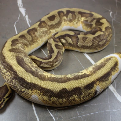 Enchi YB Pied Het Clown