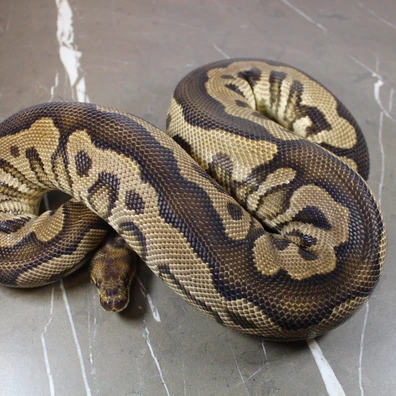 Yellowbelly Clown Het Pied