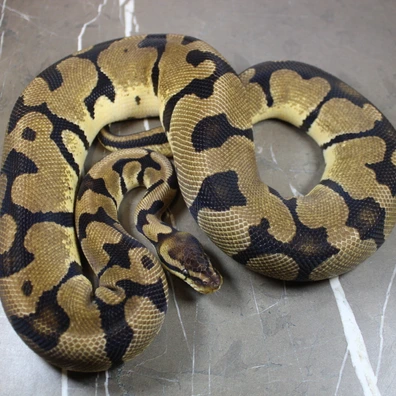 Pastel Goldenhead Dbl Het DG Clown