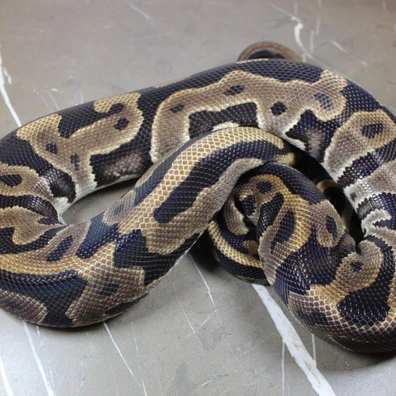 Leopard Dbl Het Clown Pied