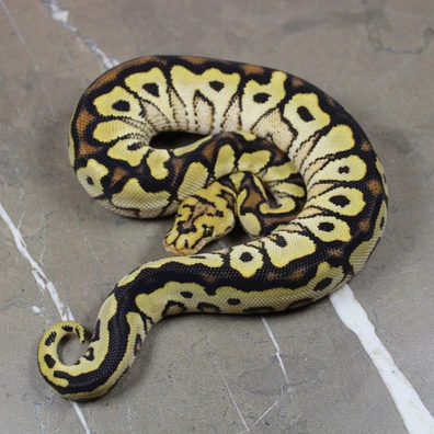 Spotnose Lace Clown
