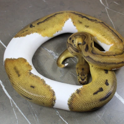 Leopard Clown Pied
