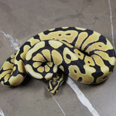 Spotnose DG Het Clown