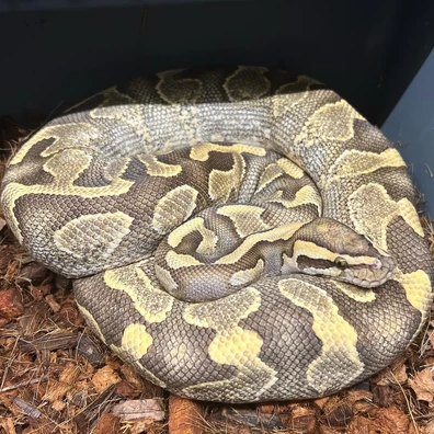 Enchi YB Lace Het Clown