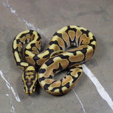 Spotnose Lace Het Clown Ball Python - male for sale from AC Constriction