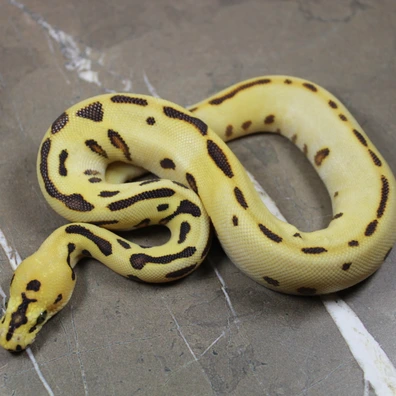 Fire YB Batman Ball Python - male for sale from AC Constriction