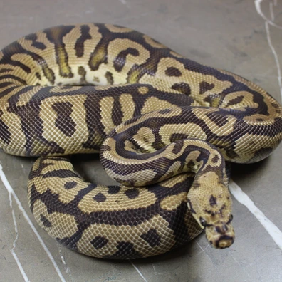 Spotnose Confusion Clown