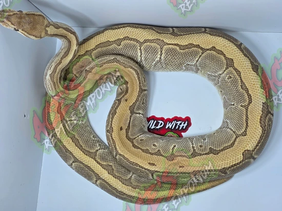 King Pin Python KingPin Ball Python by Ace's Reptile Emporium