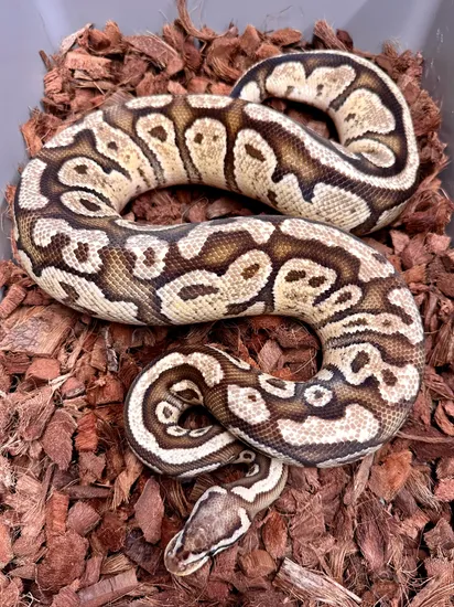 Proven Firefly Arroyo Female BOGO!!! READY TO BREED!! Ball Python by ...