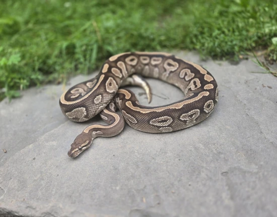 Mojave Ball Python by AC Royal Reptiles