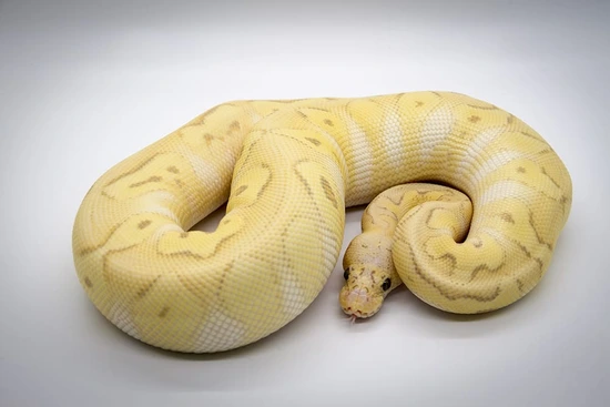 Super Pastel Banana Mojave Clown Pos Yellow Belly Ball Python by Jarvis ...