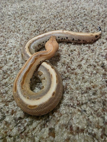 Ultra Ocelot Het Blue Ghost (Pos Marble) Borneo Short-Tailed Python by ...