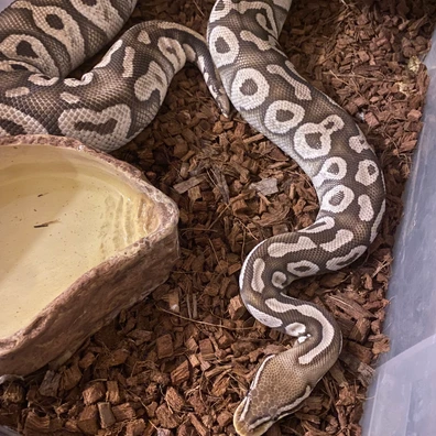 Super Pastel Mojave Ball Python - female for sale from Adamsullireptiles