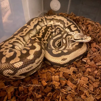 Leopard Lesser Pastel YB Het Clown Pied