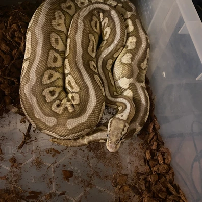 Spotnose Lesser Pastel Het Clown Ball Python - female for sale from Adamsullireptiles