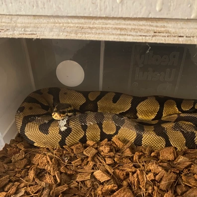 Confusion Enchi Pastel Het Desert Ghost Ball Python - male for sale from Adamsullireptiles