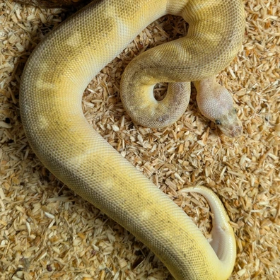 Lemonblast Bongo Clown Ball Python - male for sale from Geraldseineschlangen