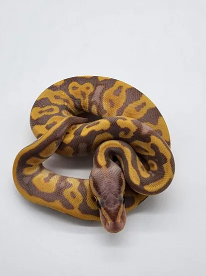 Frantz Python Banana Leopard Black Pastel Redstripe Ball Python by Top Notch Morphs