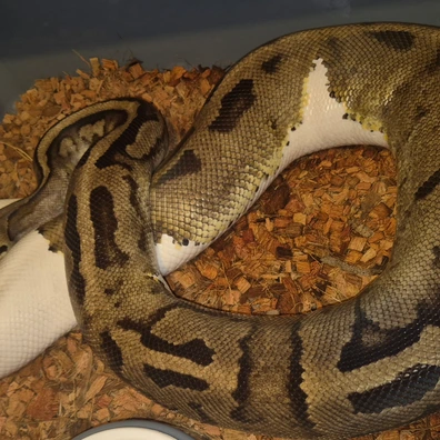 Leopard Axanthic Pied